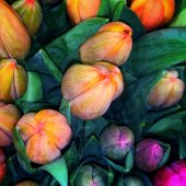 Athalie Taylor - “Tulips” – www.artboja.com/art/eka9sg