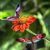 Sandy Friedkin - “Get to The Flower” – sandyfriedkin@comcast.net