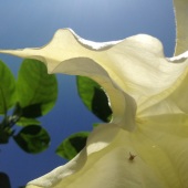 Adrienne Horowitz - “Undulations” – rockzip2@hotmail.com