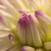 Martha Nance - “Dahlia” – marthanance59@gmail.com