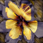 Ileana Collazo - “Moon Kiss Blush” – www.ileanacollazo.com