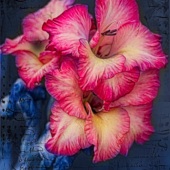 Jean Rosenbaum - “Gladiola in the Blue” – www.flickr.com/photos/jeanrosenbaum