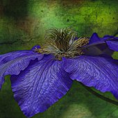 Jean Rosenbaum - “Purple Clematis” – www.flickr.com/photos/jeanrosenbaum