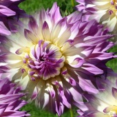 Marilyn Samwick - “Dahlia” – Homes4ufl@aol.com