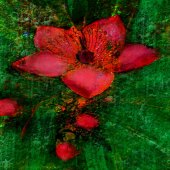 Mythili Iyengar - “Abstract Bloom” – www.saatchiart.com/mystiqueartsstudio