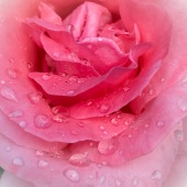 Cate Franklyn - “Rose Drops” – www.photosbycate.com