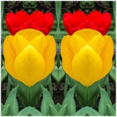 Cate Franklyn - “Two Tulips” – www.photosbycate.com