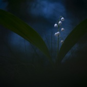 Aleksandr - “The White Nights” – sashokddt@gmail.com