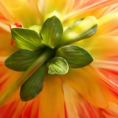 Maureen Ravnik - “Dahlia Days” – www.maureenravnik.crevado.com