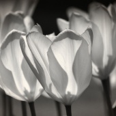 Deborah Loeb Bohren - “Light & Shadow” – www.dlbohren.zenfolio.com