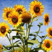 Maureen Ravnik - “Sunday's Sunflowers” – www.maureenravnik.crevado.com