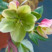 Jerry Wein - “Hellebore” – jerry.wein@yahoo.com