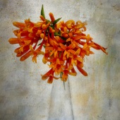 Lyn Darlington - “A Bit of Colour!” – www.sabvaningphotoart.com