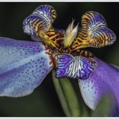 Barbara Leven - “Blue Wing Orchid” – www.barbaraleven.com