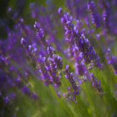 Barbara Mierau-Klein - “Lavender” – www.barbaramierauklein.com