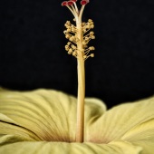Patrick O’Brien - “Hibiscus 1” – www.3eyedman.com