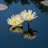 Patrick O’Brien - “Nymphaea 4” – www.3eyedman.com