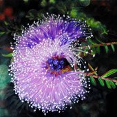 Julie Hollis - “In the Pink - Maleleuca” – krustyhollis@hotmail.com