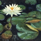 David Gibson - “Water Lilies” – www.dgibson.fineartstudioonline.com