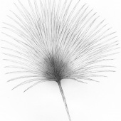 Katherine Pirrello - “Palm Perfection” – Kathyp1959@aol.com