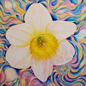 Kong Ho - “Glowing Daffodil Corona” – www.kongho.com