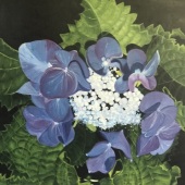 Connie Boussom - “Lace Cap Hydrangea” – dandcboussom@hotmail.com