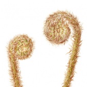 Marianne Hazlewood - “Dryopteris Affinis” – www.mariannehazlewood.co.uk