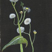 Christine Derrick - “Groundsel” – www.christinederrick.com