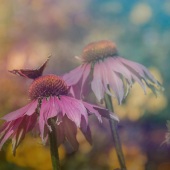 Karen Sirnick - “Idyllic Morning” – www.ktsirnick.smugmug.com