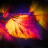 Celso Bressan - “Neon Leaves” – www.celsobressan.com