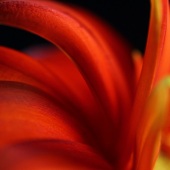 Dawn Marshall - “Like a Flame” – dlmarshallphoto@gmail.com