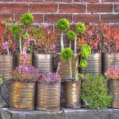 Michael Scott Adams - “Succulents in Rusted Cans” – www.michaelscottadams.photoshelter.com