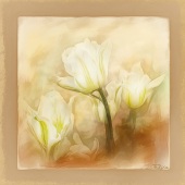 Margo Reasner - “Tulipa” – mereasner@earthlink.net