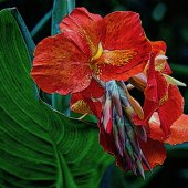 Margaret King - “Red Canna” – www.inmybackyardmargaretaking.squarespace.com