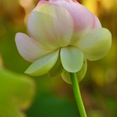 Dilian Deal - “One of a Kind” – www.diliansart.com