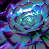 Eldred Boze - “Blue-Green Succulent” – www.eldredoze.com