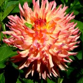 Marcia Berg Haskell - “Flower as Tiny Frog's Bed” – www.marciascreativeworld.com