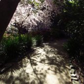 Dana L. Walker - “Sakura 3” – www.danaimages.com