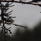 Martha Nance - “Gloomy Fall Morning” – marthanance59@gmail.com