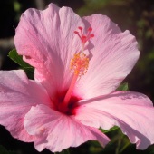 James B. Adger - “Hawaii Flower” – james-adger@pixles.com