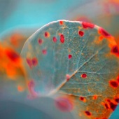 Romi Maegli - “Leaves with Magical Fungi” – www.romimaegli.com