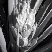 Kathleen E. Johnson - “Yucca Baccata” – www.myvintagecamerasblog.comcca-Baccata”