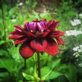 L. Anne Thompson - “After the Rain” – www.tenukihandcrafts.wordpress.comthe-Rain”