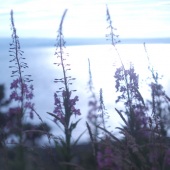 Diana Hamilton - “The Light and the Eve” – www.facebook.com/dittoimage