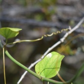 Mary Olivanti-Duerksen - “Tenacious” – heatherbrae@att.net