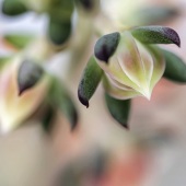 Meg Boscov - “Blush” – boscovm@comcast.net