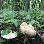 Veronica de la Colina - “Bride and Groom” – m.veronik.noriega@gmail.com