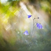 Aleksandr - “Сhange of Scenery” – sashokddt@gmail.com