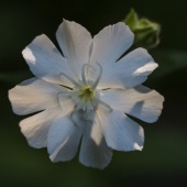 Bob Fisher - “Evening Lychnis” – olmad@aol.com