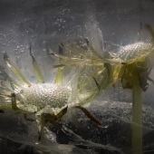 Michel Tremblay - “Taraxacum Officinale” – ooophotomichelooo@cgocable.ca